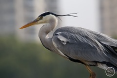 Grey Heron photo 4