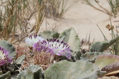 Centaurea pumilio