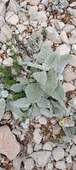 Salvia microstegia