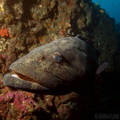 Epinephelus tukula