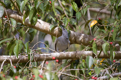 Coracina lineata