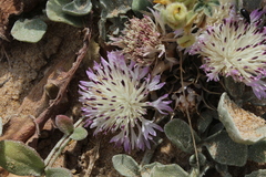 Centaurea pumilio