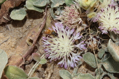 Centaurea pumilio