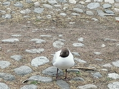 Chroicocephalus ridibundus