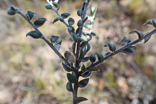 Image of Podalyria burchellii by no rights reserved