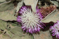 Centaurea pumilio