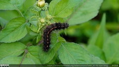 Creatonotos transiens vacillans