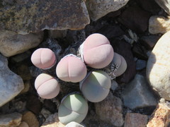 Gibbaeum heathii