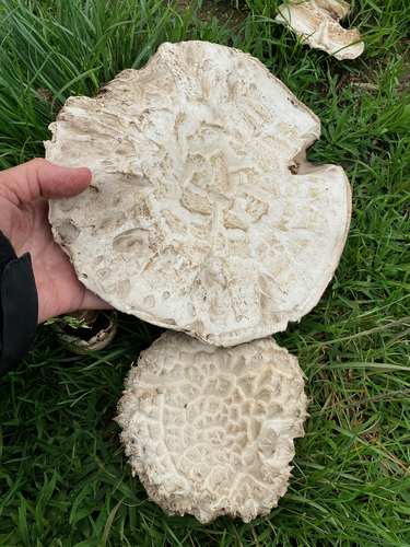 Salt-loving Agaricus