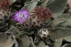 Centaurea pumilio