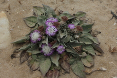 Centaurea pumilio