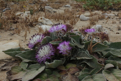 Centaurea pumilio