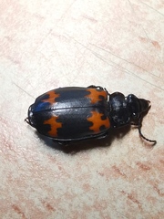 Lioptera erotyloides