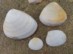 Pseudarcopagia disculus