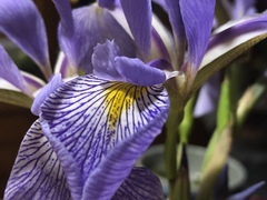 Iris versicolor