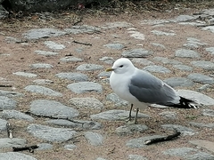 Larus canus