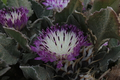 Centaurea pumilio