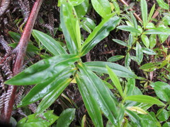 Veronica flavida