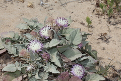 Centaurea pumilio