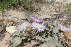 Centaurea pumilio