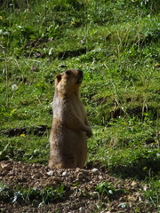Marmota himalayana