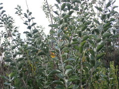 Stirtonanthus taylorianus