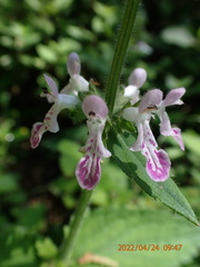 Stachys geobombycis