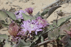 Centaurea pumilio
