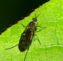 Sylvicola undulatus
