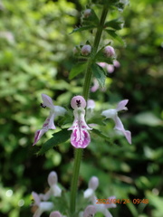 Stachys geobombycis
