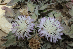 Centaurea pumilio