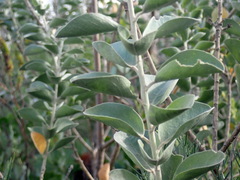Stirtonanthus taylorianus