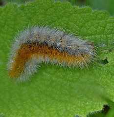 Diacrisia purpurata