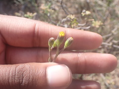 Senecio hirtifolius