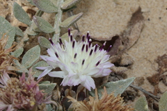 Centaurea pumilio