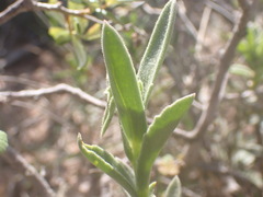 Senecio hirtifolius