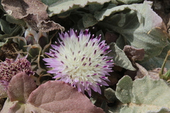 Centaurea pumilio