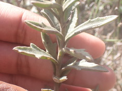 Senecio hirtifolius