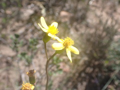 Senecio hirtifolius