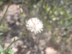 Senecio hirtifolius