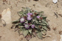 Centaurea pumilio