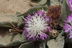 Centaurea pumilio