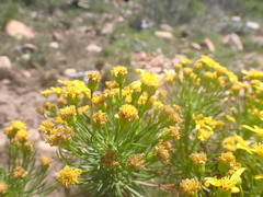Euryops brevipapposus