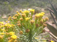 Euryops brevipapposus