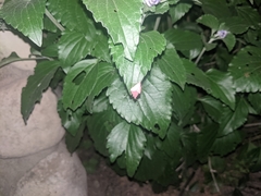 Pyrausta inornatalis