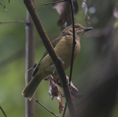 Fiji Whistler photo 3