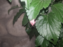 Pyrausta inornatalis