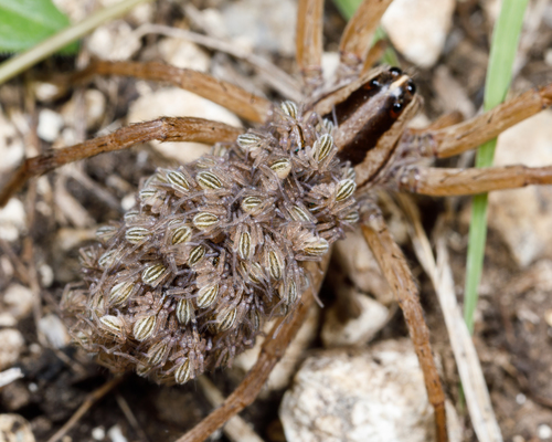 Dotted Wolf Spider photo 5
