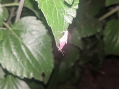 Pyrausta inornatalis