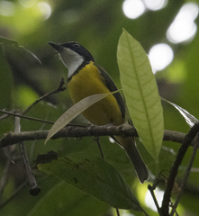 Pachycephala vitiensis